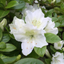 chronicallywitch avatar