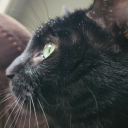 chronicbrainfag avatar