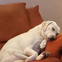 chronicdogbrain avatar