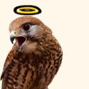 chronicducks avatar