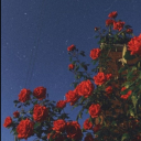 chronicles-of-a-bookcat1 avatar