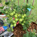 chronicly-ill-girl avatar