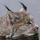 chronicschmonic avatar