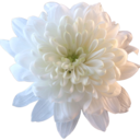 chrysanthemuhm avatar