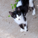 chubbcollector avatar