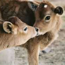 chubbyhuskybutt avatar