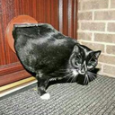 chubbykitties avatar