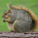 chubbysquirrel132 avatar