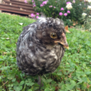 chubiechickie avatar