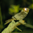 chuck-wills-widow avatar