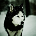 chuckasorisrex avatar