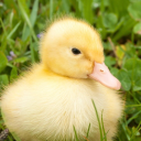 chuckduckling avatar