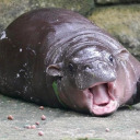 chuckles2much avatar