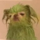 chungovscrungus avatar