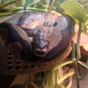 churchofsnek avatar