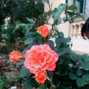 chuyenkhonglatruyen avatar