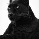 chvcolatesempaii avatar