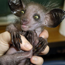 ciao-cat-blog avatar