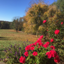 ciaraphilpott avatar