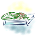 cicadabooks avatar