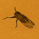 cicadacalling avatar