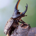 cicadapocalypse7 avatar