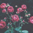 cicekgozlukiiiz avatar