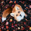 ciderfox avatar