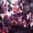 cielo-estrellado-neborium avatar