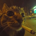 cigarette-catgirl avatar