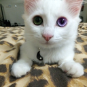 cigarettesandeggnog avatar