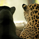 cigarettesandmore avatar