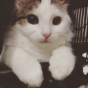 cikolatayabulanmis avatar