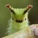 cilantros-world avatar