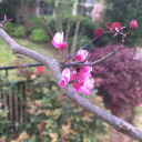 cillavanillabean avatar