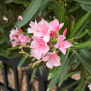 cillianinlove avatar