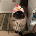 cincinosstuff avatar