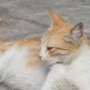 cinnamon-apple-roll avatar