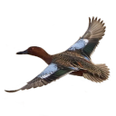 cinnamon-teals avatar