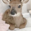 cinnamonbunny09 avatar