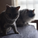 cinnamoncloveand avatar