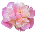 cinnamonkisses avatar
