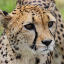 ciraburgers100 avatar