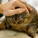 circes-garden avatar