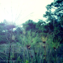 circlescollective avatar