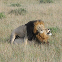 circlewaitforme avatar