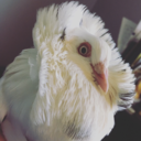 circlingbirds avatar