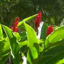 circuitrees-blog avatar