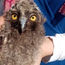 cirkinbiriiste avatar