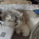 cirrus-flowers avatar